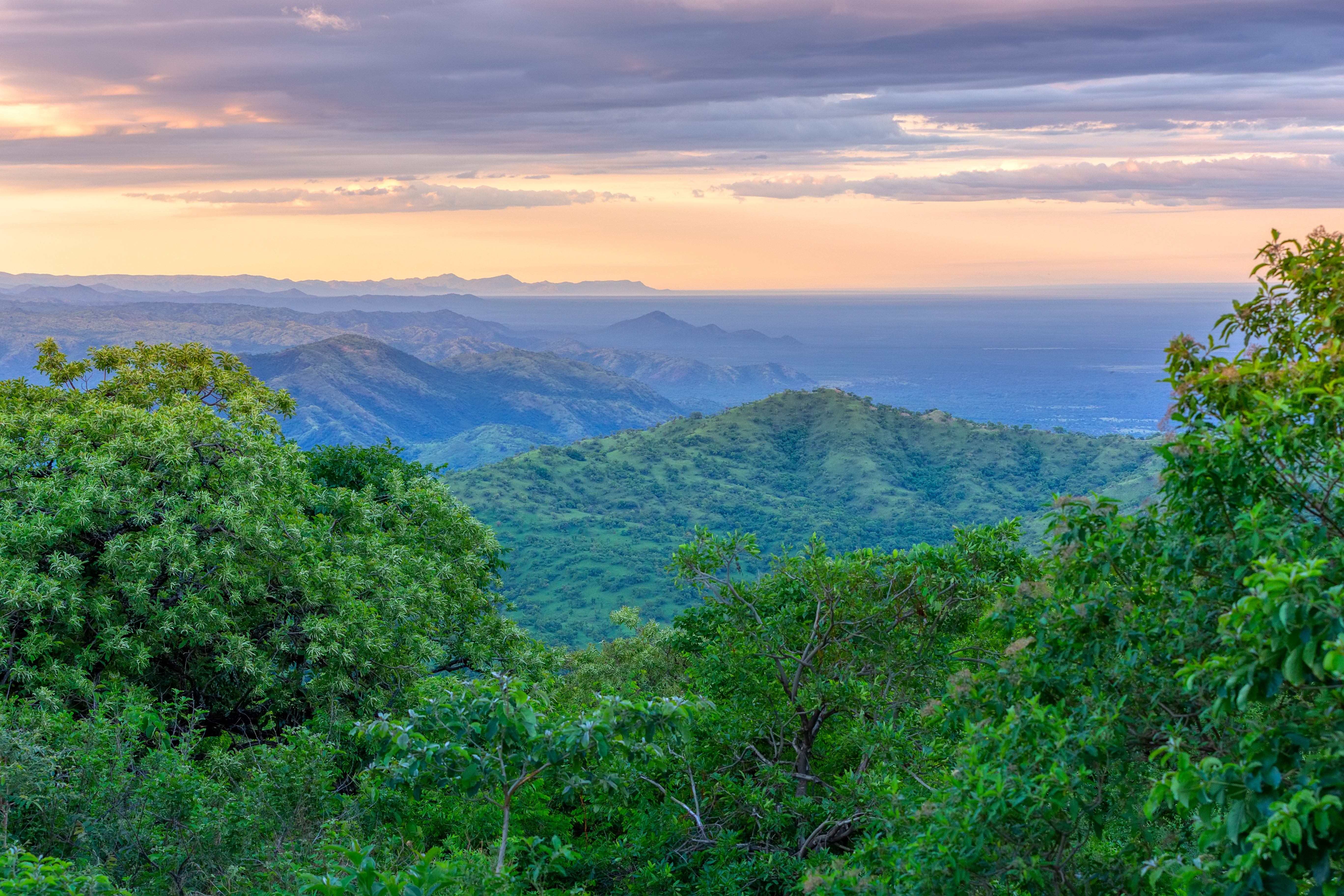Locally controlled forest restoration  (LoCoFoRest)
