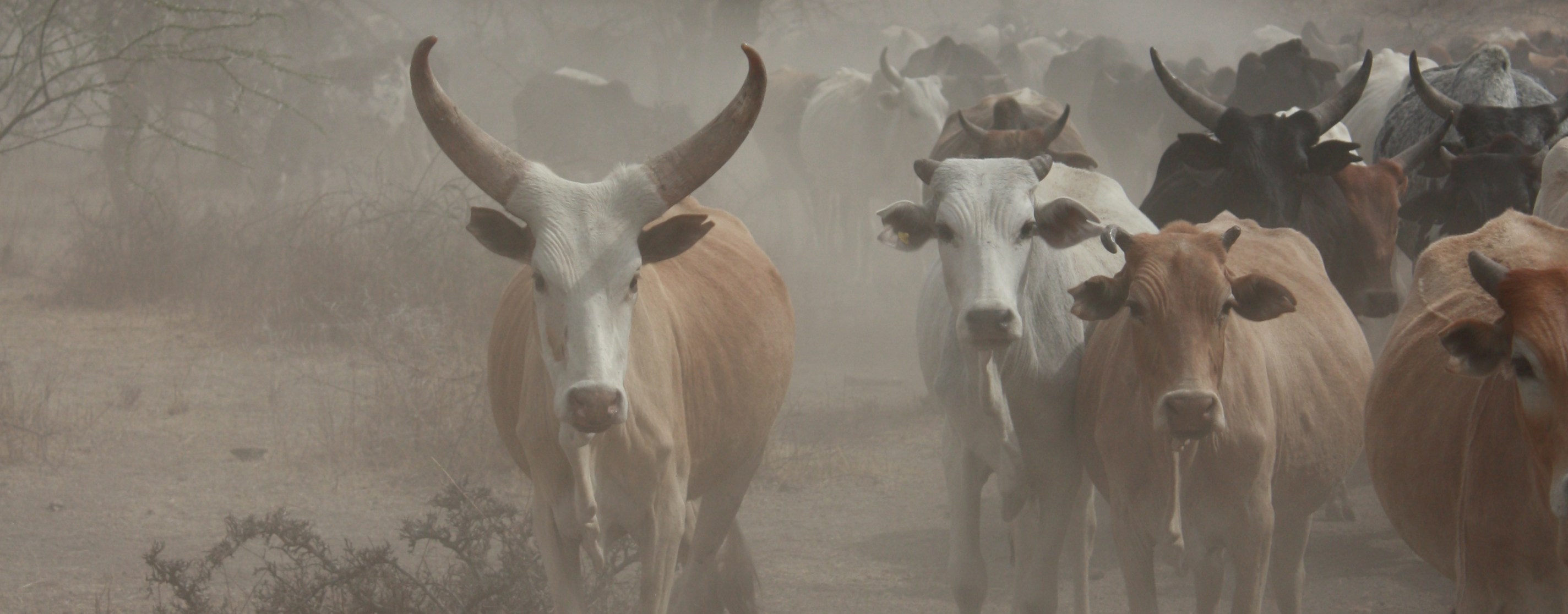 Healthy livestock - Safe food 