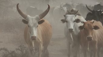 Healthy livestock - Safe food 